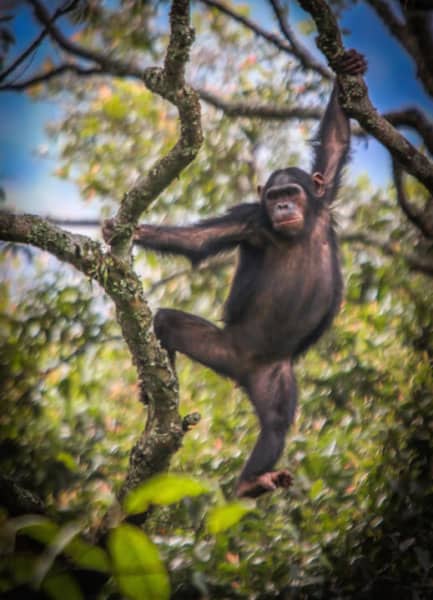 Chimpanzee in Rwanda's Nyungwe Forest National Park