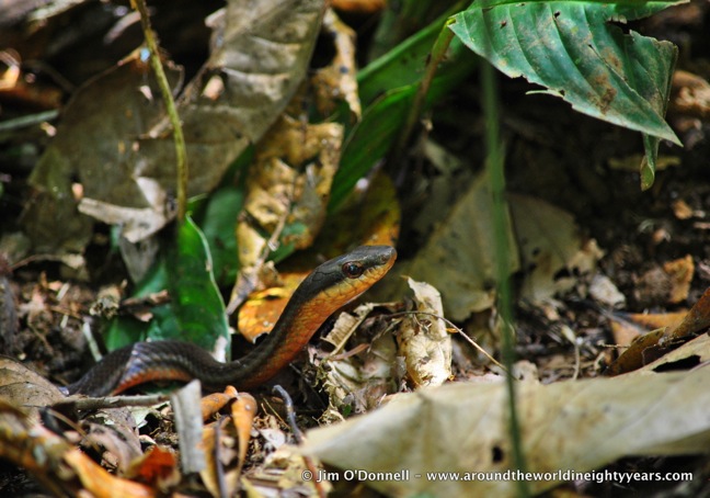 Snakes of Costa Rica -Salmon-bellied Racer at La Selva Biological Research Station