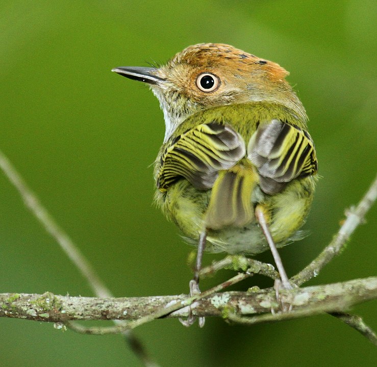Scale-crested pygmy tyrant Bird in the Amazon Rainforest