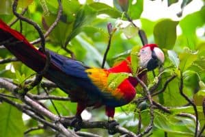 Ecotourism in Costa Rica -Corcovado National Park, Costa Rica