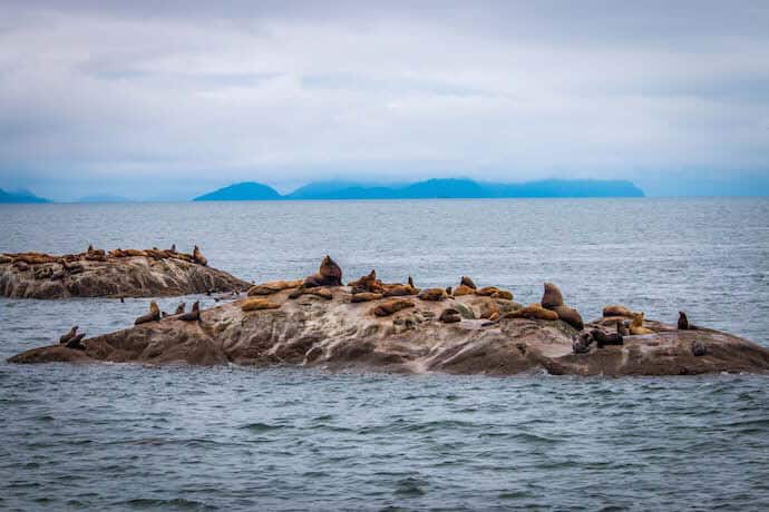 Sea Lions on rocks in Glacier Bay National Park