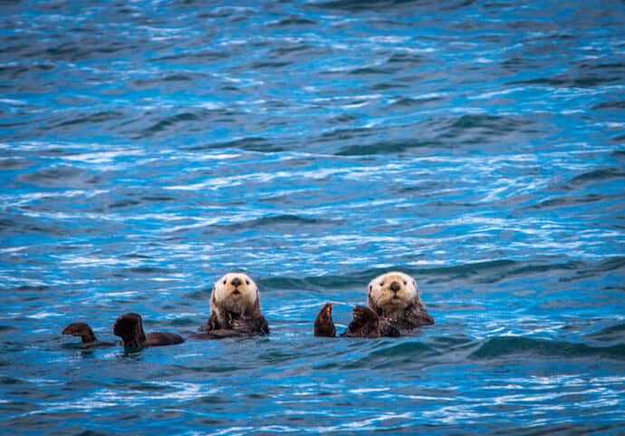 Sea Otters in Alaska (Kenai National Park)