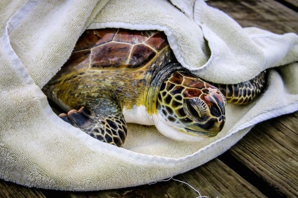 Sea Turtle Inc Rescues Sea Turtle