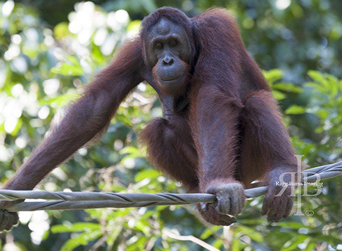 Bornean Orangutan at Sepilok Rehab Centre, Malaysia