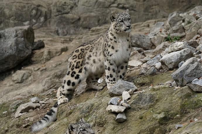 UNESCO world heritage sites in India - Snow Leopard
