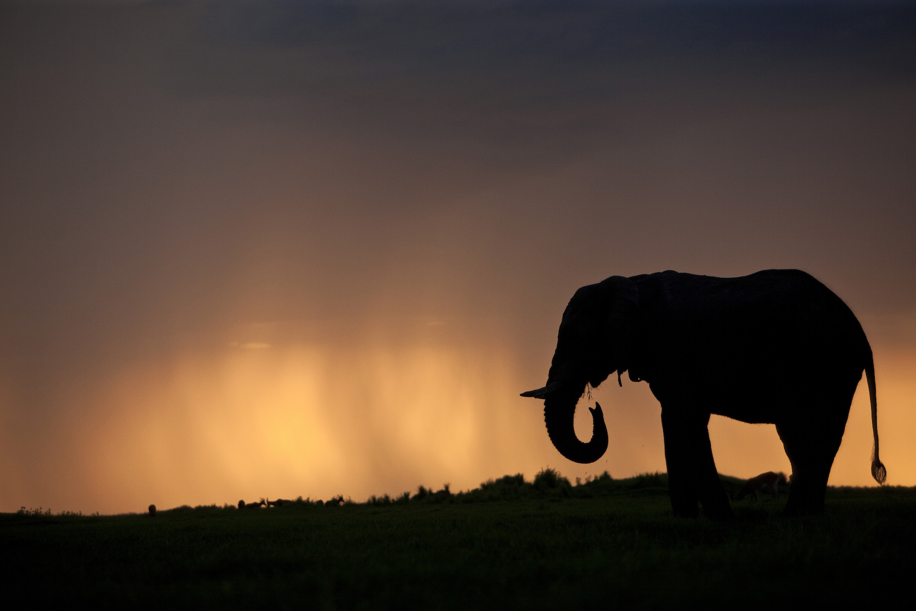 Nature: Soul of the Elephant, from filmmakers Dereck and Beverly Joubert