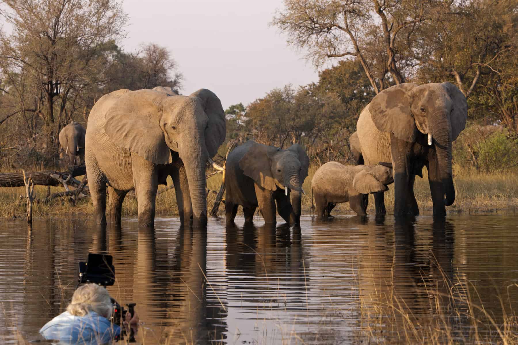 Nature: Soul of the Elephant filmmakers Dereck and Beverly Joubert