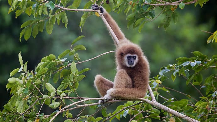 Southeast Asian Rainforest Animals -Gibbon in Thailand