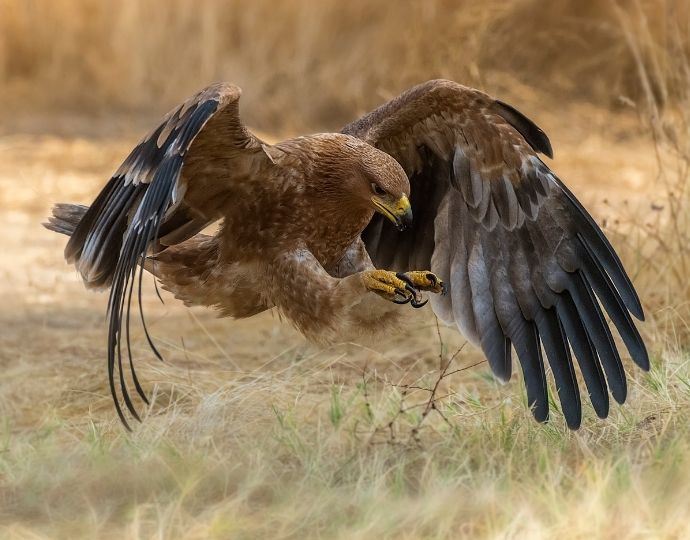 European bird of prey- Spanish Imperial Eagle (Aquila adalberti)