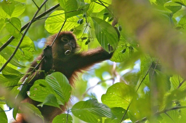 Costa Rica Spider Monkey in Corcovado National Park
