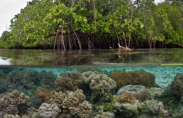 St. Thomas Islands - Cas Cay Mangroves via VIEcoTours