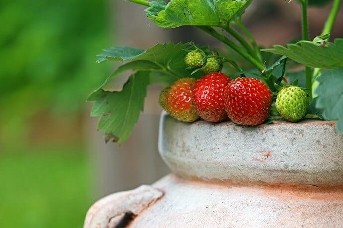How to Grow Food in Small Spaces - Tips for Small Gardens