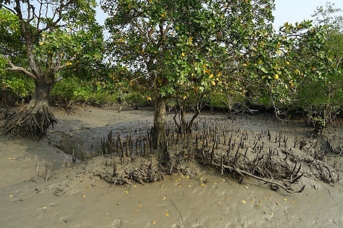 20 Biggest Forests - Sundarbans
