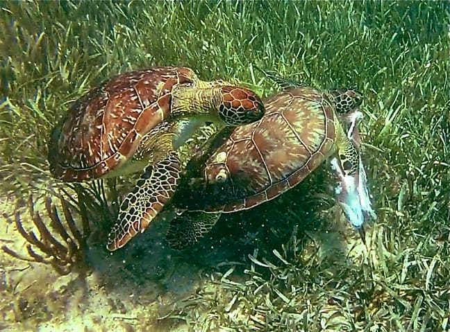 Snorkeling with Sea Turtles in Cabo Catoche