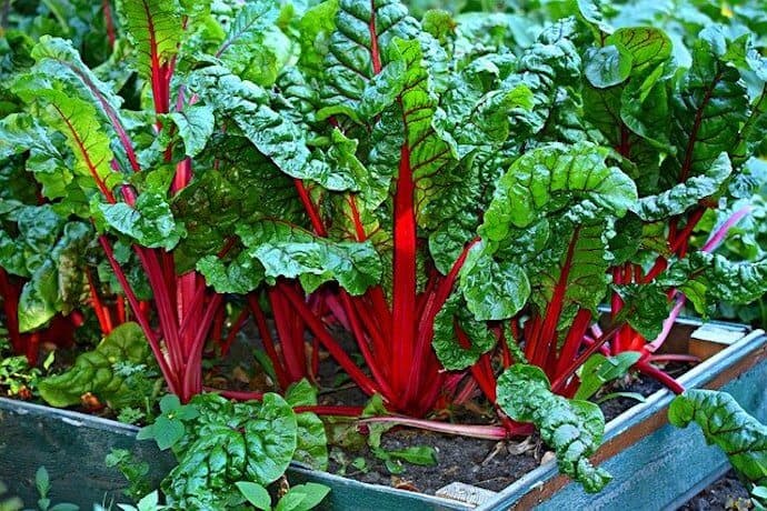How to Grow Food in Small Spaces - Small Gardens