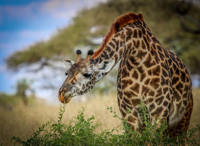 Giraffe Neck Extension in Tarangire National Park, Tanzania