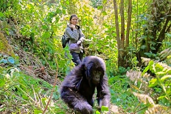 Dian Fossey Gorilla Fund President/CEO Tara Stoinski with Baby Gorilla in Rwanda
