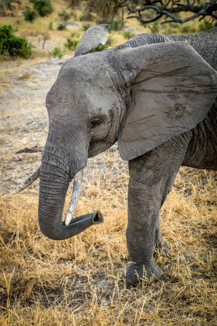 Adolescent Elephant in Tarangire National Park, Tanzania