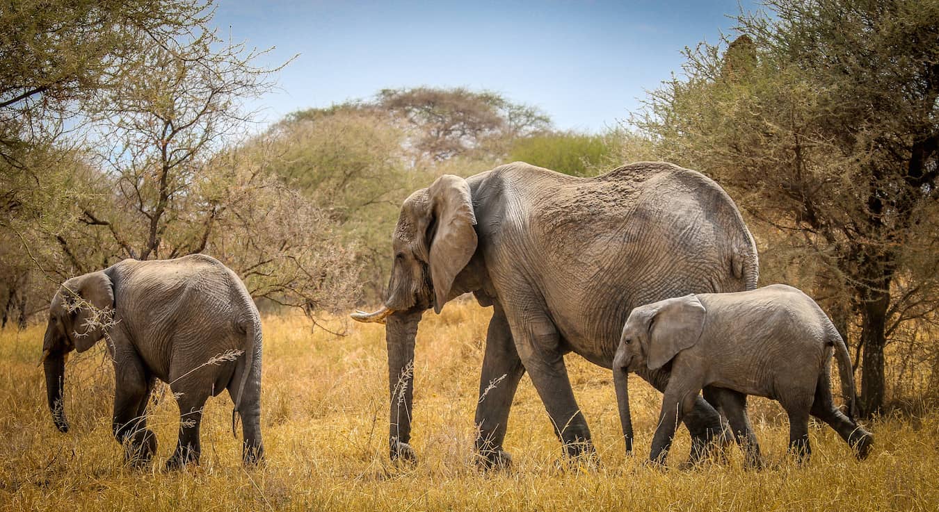 Family of Elephants on the Move in Tarangire National Park, Tanzania