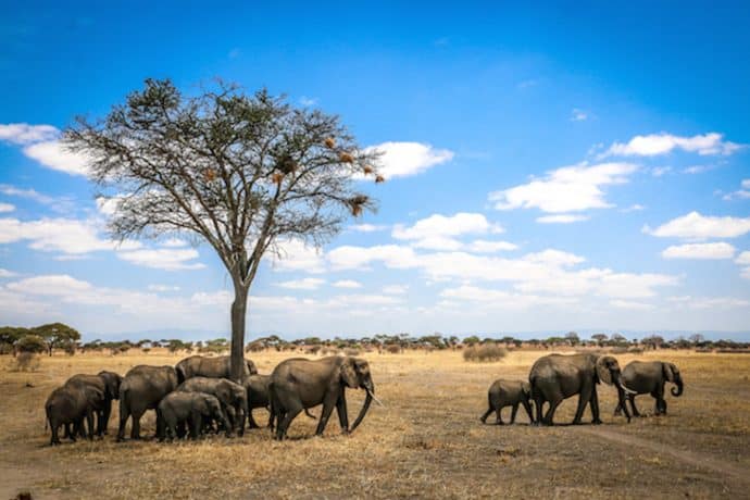 Animal donations: Elephant Herd in Tarangire National Park, Tanzania