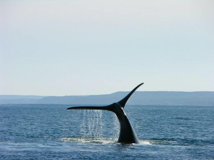 Things to do in Patagonia Argentina - Whale Watching