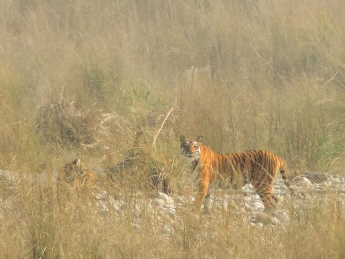 a bengal tiger at Corbett