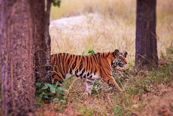 Places to travel in India to see Tigers - Bandhavgarh national park India