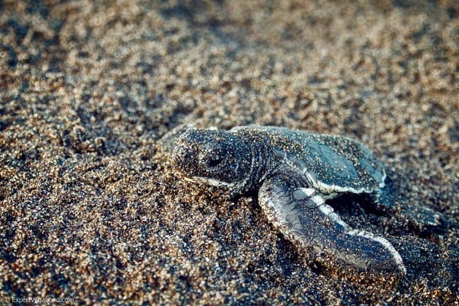 Costa Rica Sea Turtle Baby in Tortuguero National Park