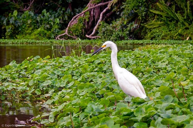 Water Birds in Costa Rica -Snowy Egret in Tortuguero National Park