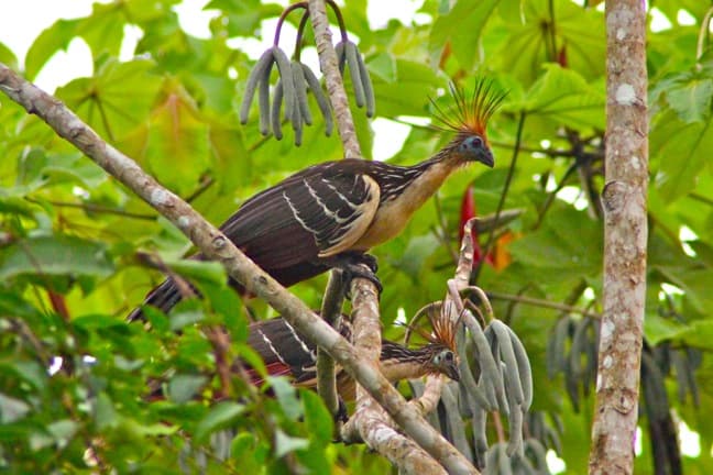 Two Hoatzins in the Peruvian Amazon - birds from the amazon