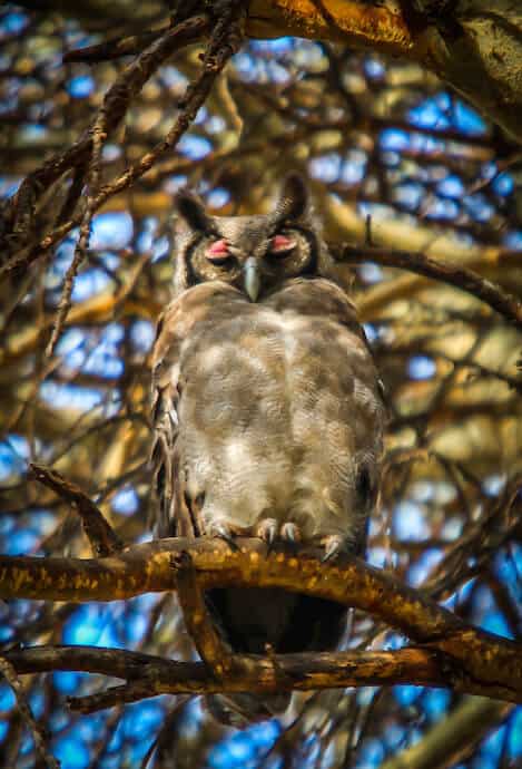 Verreaux's Eagle Owl in Lewa Conservancy, Kenya