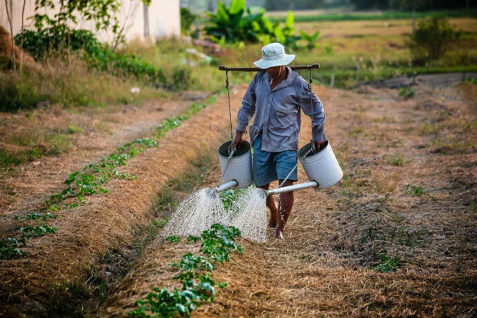 Farmer Watering GMO Crops