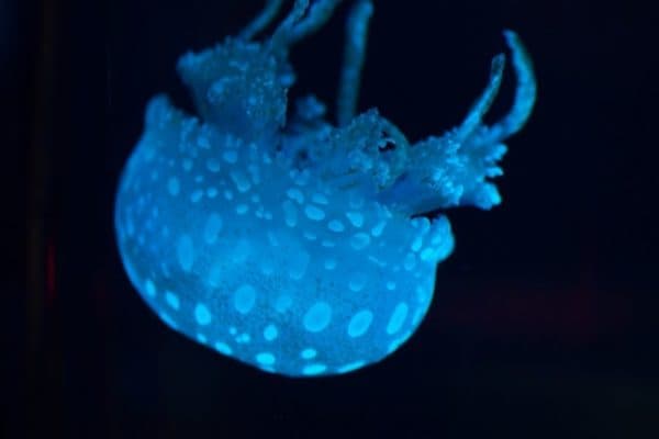 jellyfish in blue lighting floating upside down