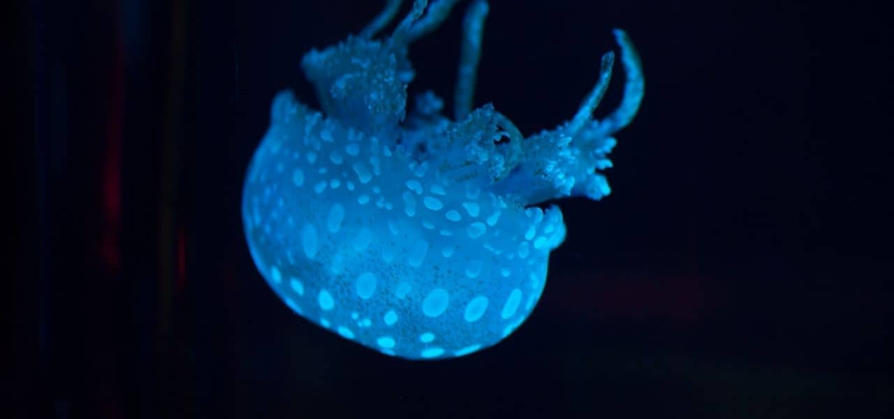 jellyfish in blue lighting floating upside down