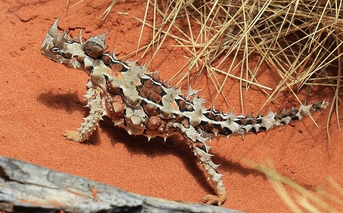 Weird Australian Animals -Thorny Devil