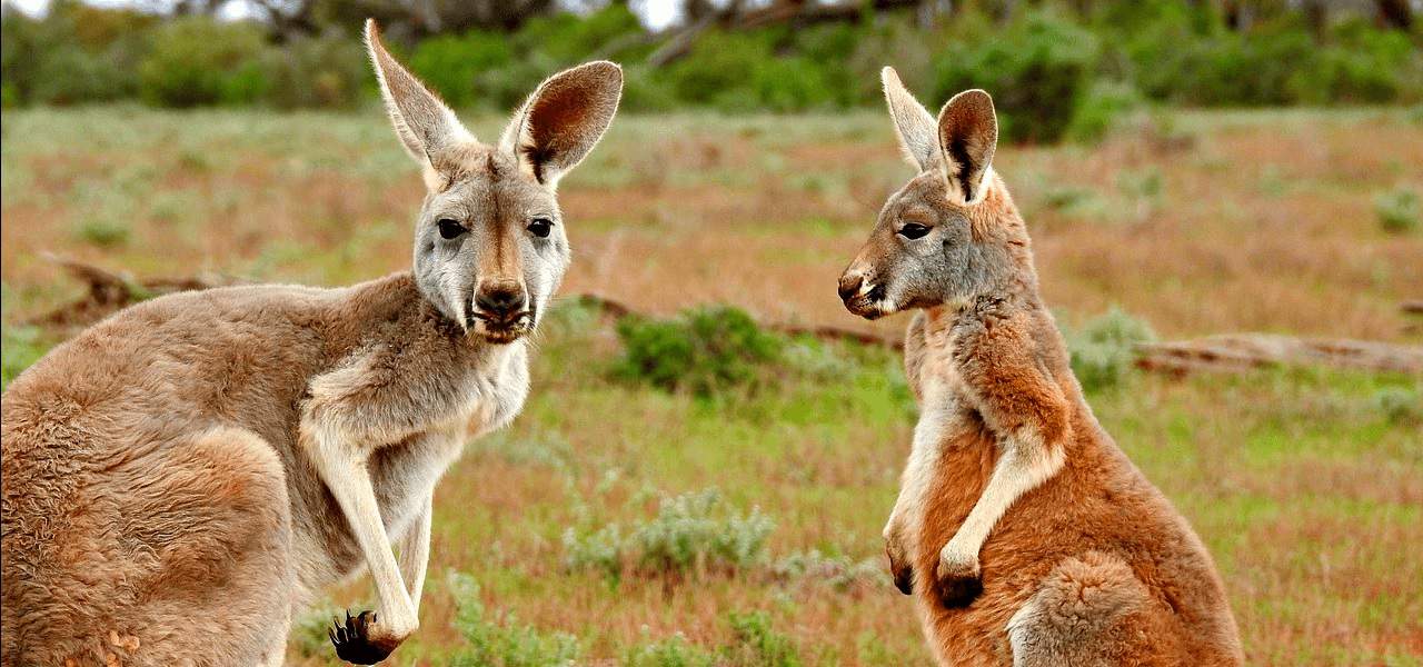 Cute Australian Kangaroos