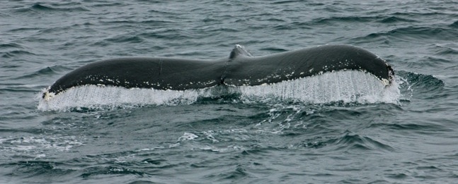 Humpback Whale Tail in Antarctica
