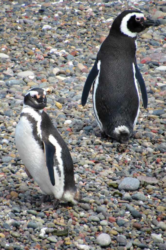 South America Destinations -Magellanic Patagonia Penguins