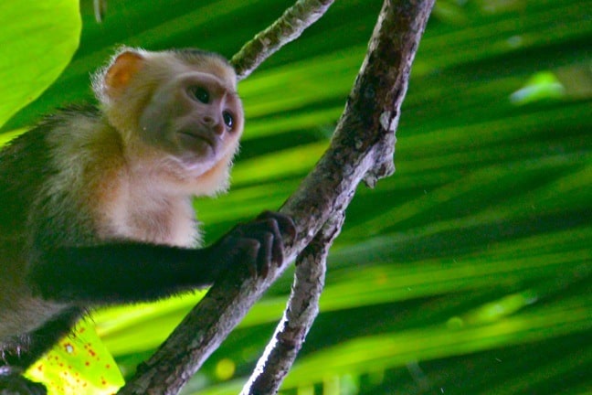 White Faced Capuchin Monkey, Corcovado National Park Costa Rica - best Central American country to visit