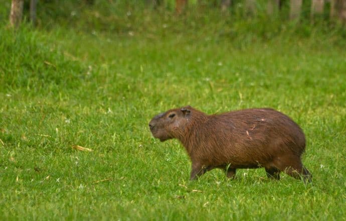 Wild Capybara in Soberania National Park of Gamboa Panama