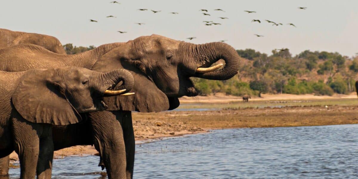 Wildlife in Botswana Africa