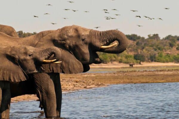 Wildlife in Botswana Africa