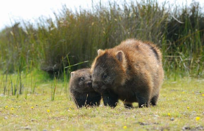 Wombat and Joey in Tasmania, Australia