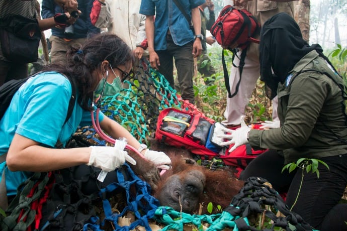 Yayasan IAR Indonesia Orangutan Rescue