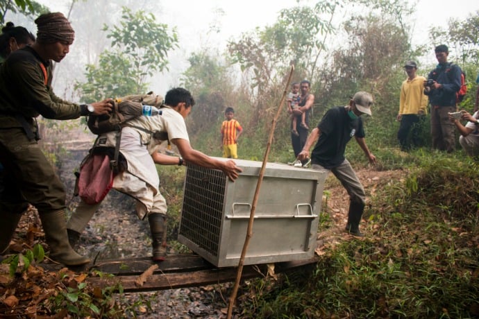Yayasan IAR Indonesia transport orangutan to safety