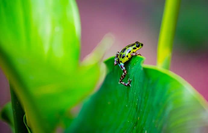 Yellow and green strawberry Poison Dart Frog on Isla Colon Bocas del Toro, Panama