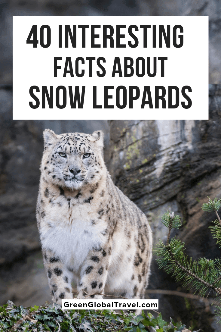 40 Interesting Facts About Snow Leopards with info on Snow Leopard Habitat, Snow Leopard Diet, Snow Leopard Babies/Mating, Snow Leopard Conservation & even more Snow Leopard information! snow leopard tail | snow leopard adaptations | snow leopard coat 320 31 | snow leopard facts for kids |fun facts about snow leopards | snow leopards interesting facts | snow leopard cubs | snow leopard behavior | baby snow leopard | snow leopard population | snow leopard characteristics | snow leopard predators