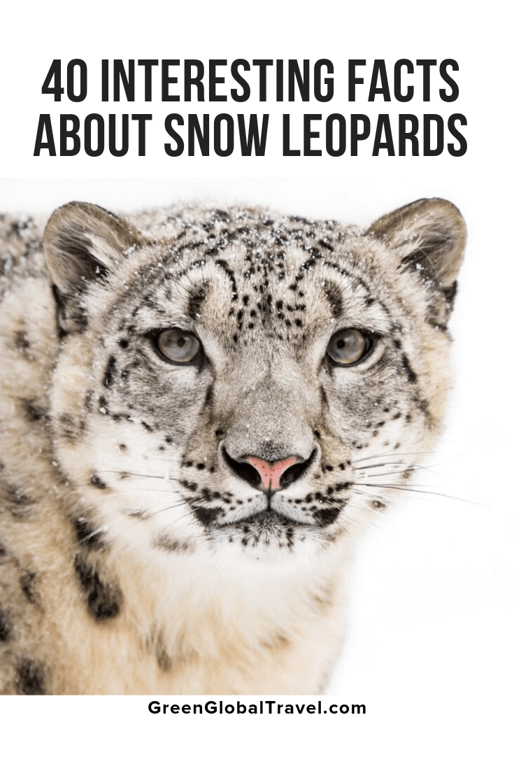 40 Interesting Facts About Snow Leopards with info on Snow Leopard Habitat, Snow Leopard Diet, Snow Leopard Babies/Mating, Snow Leopard Conservation & even more Snow Leopard information!