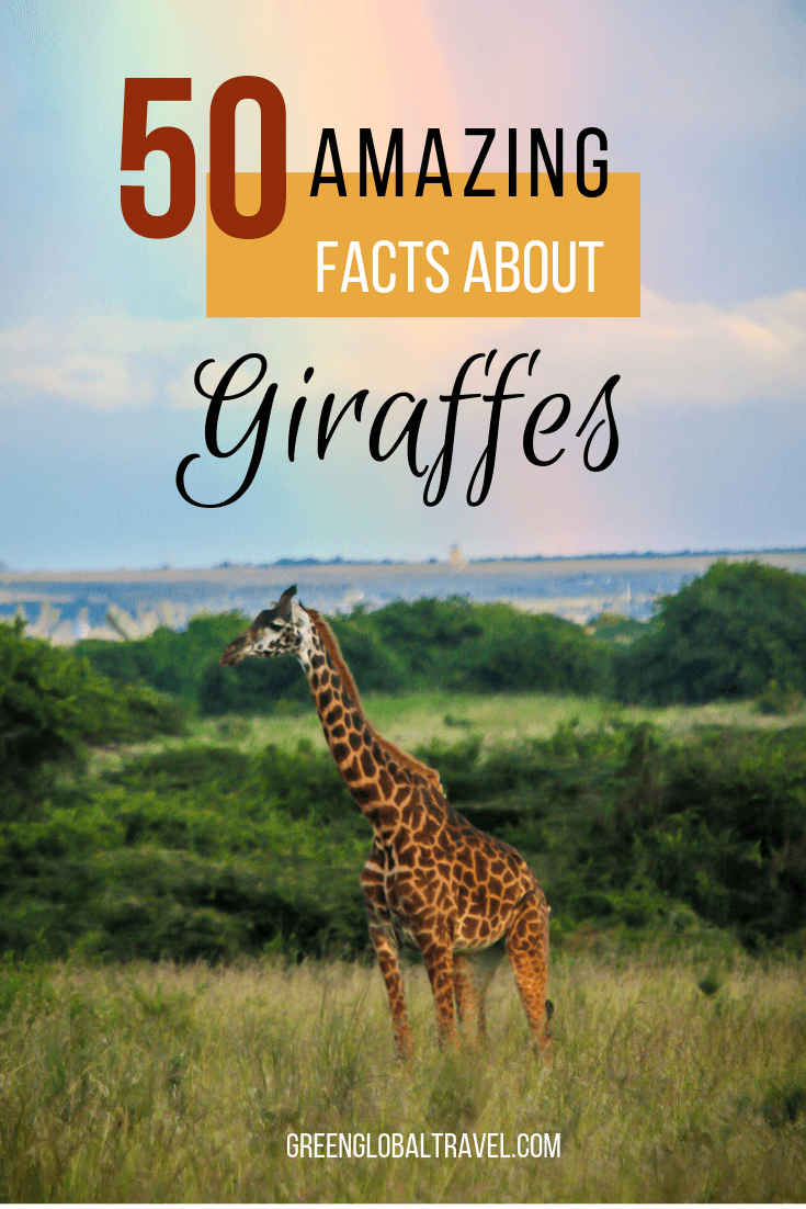 50 Fascinating Facts About Giraffes including Basic Giraffe Facts, Giraffe Neck & Body Facts, Giraffe Mating & Gestation, Giraffe Diet, Masai Giraffe, Reticulated Giraffe, Rothschild Giraffe, Why are Giraffes Endangered? & Fun Giraffe Facts via @greenglobaltrvl #giraffe #giraffefacts #giraffefactslife #giraffefactsworld #giraffefactsanimals #giraffefactspictures #africansafarianimals #africansafarianimalsgiraffes #africanwildlife #animals #animalfacts #animalfactsinteresting #animalfactswild