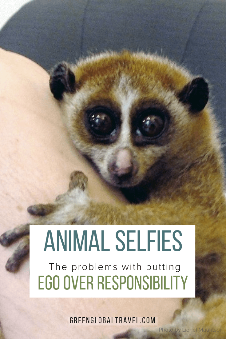 Is your cute animal selfie unintentionally contributing to animal abuse? Learn how to take photos with animals responsibly. via @grreenglobaltrvl #selifes #travelselfieideas #Environmentalism #AnimalAbuse #Ecotourism #TourismProblems #Tourism, #AnimalRights #Animal #Animals #Tourists #Animaleducation